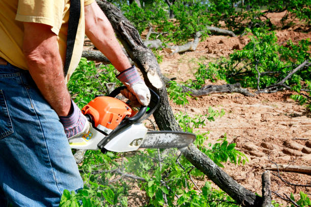 The Steps Involved in Our Tree Care Process in Keizer, OR